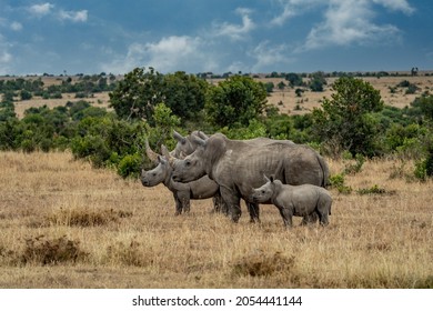White Rhinoceros Ceratotherium simum Square-lipped Rhinoceros at Khama Rhino Sanctuary Kenya Africa. - Shutterstock ID 2054441144