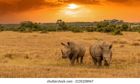 White Rhinoceros Ceratotherium simum Square-lipped Rhinoceros at Khama Rhino Sanctuary Kenya Africa. - Shutterstock ID 2135258967