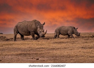 White Rhinoceros Ceratotherium simum Square-lipped Rhinoceros at Khama Rhino Sanctuary Kenya Africa. - Shutterstock ID 2166082607