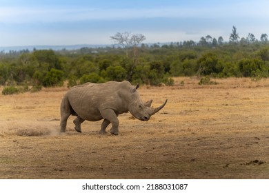 White Rhinoceros Ceratotherium simum Square-lipped Rhinoceros at Khama Rhino Sanctuary Kenya Africa. - Shutterstock ID 2188031087