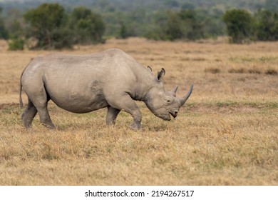 White Rhinoceros Ceratotherium simum Square-lipped Rhinoceros at Khama Rhino Sanctuary Kenya Africa. - Shutterstock ID 2194267517