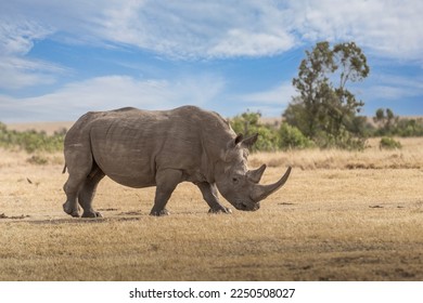 White Rhinoceros Ceratotherium simum Square-lipped Rhinoceros at Khama Rhino Sanctuary Kenya Africa. - Shutterstock ID 2250508027