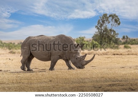 White Rhinoceros Ceratotherium simum Square-lipped Rhinoceros at Khama Rhino Sanctuary Kenya Africa.