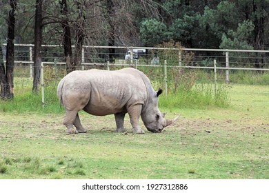 White Rhinoceros Ceratotherium Simum At Taronga Western Plains Zoo