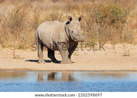 A white rhinoceros (Ceratotherium simum) at a waterhole, South Africa
