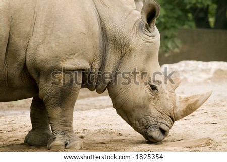 White Rhinoceros. Close up portrait of the magnificent yet highly endangered animal. 