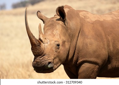 White rhinoceros, Diceros simus, single mammal head shot, South Africa, August 2015