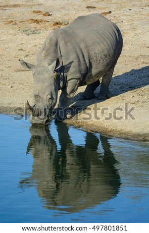 Similar – Black Rhino, Namibia