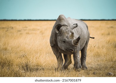 White Rhinoceros In Dry Grassland