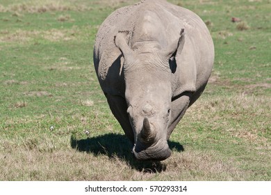 White Rhinoceros Eat Grass Squarelipped Rhinoceros Stock Photo