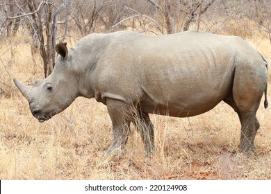 White Rhinoceros.  Famously Categorized As One Member Of The Africa Big 5, The Rhino Is Relentlessly Hunted And Poached For Its Horn, Which Is Popular With Collectors And Also Served As Medicine.