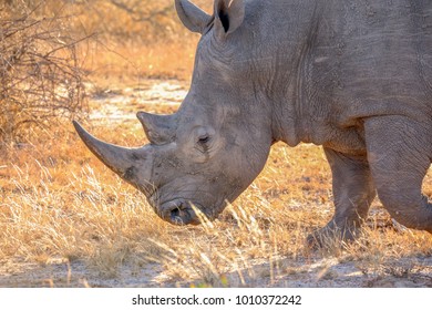 White rhinoceros in the golden morning light - Shutterstock ID 1010372242