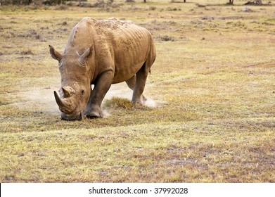 white rhinoceros grazing on plain in kenya africa