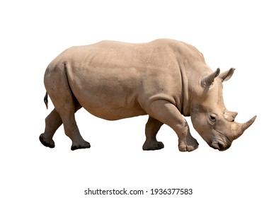 white rhinoceros isolated on white background - Shutterstock ID 1936377583