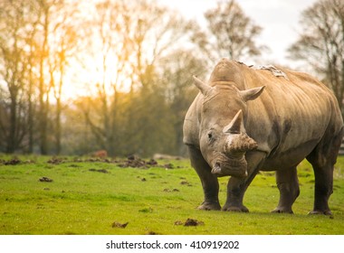 White Rhinoceros In The Nature