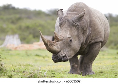 White Rhinoceros Pensive