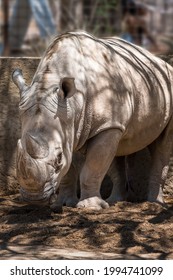 White Rhinoceros At The Phoenix Zoo