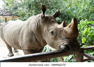 1,109 Rhinoceros front view Images, Stock Photos & Vectors | Shutterstock