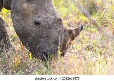 White Rhinoceros Portrait In The Wild