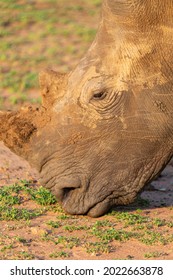 White Rhinoceros Portrait In The Wild