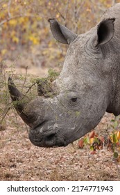 White Rhinoceros Profile, Kruger National Park, South Arica