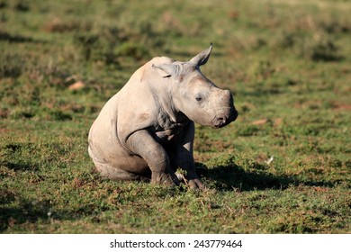 A white rhinoceros / rhino calf in this beautiful side on image..