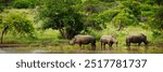 White rhinoceros (rhino) or square-lipped rhinoceros (Ceratotherium simum) at a waterhole. KwaZulu Natal. South Africa