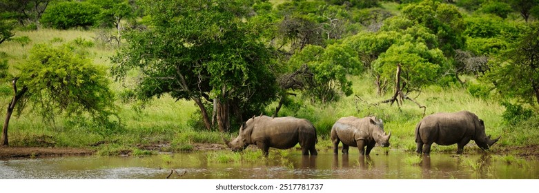 White rhinoceros (rhino) or square-lipped rhinoceros (Ceratotherium simum) at a waterhole. KwaZulu Natal. South Africa - Powered by Shutterstock