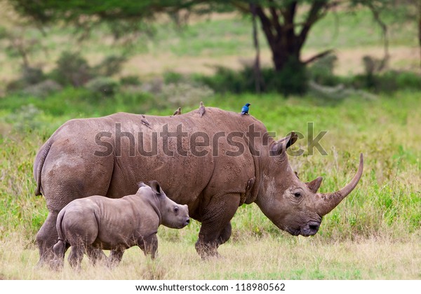 white rhinoceros tropical seasonal forest