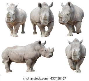 white rhinoceros, square-lipped rhinoceros isolated on white background - Shutterstock ID 437438467