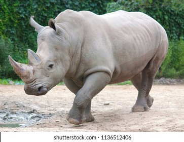 The white rhinoceros or square-lipped rhinoceros is the largest extant species of rhinoceros.  It has a wide mouth used for grazing and is the most social of all rhino species - Shutterstock ID 1136512406