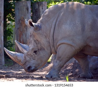 2,876 Aggressive rhino Images, Stock Photos & Vectors | Shutterstock