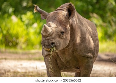The white rhinoceros or square-lipped rhinoceros is the largest extant species of rhinoceros. The white rhinoceros consists of two subspecies: northern white rhinos and southern white rhinos.  - Shutterstock ID 2083565062