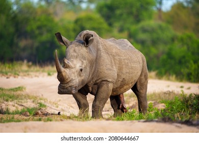 White rhinoceros, square-lipped rhinoceros or rhino (Ceratotherium simum) Mpumalanga. South Africa. - Shutterstock ID 2080644667