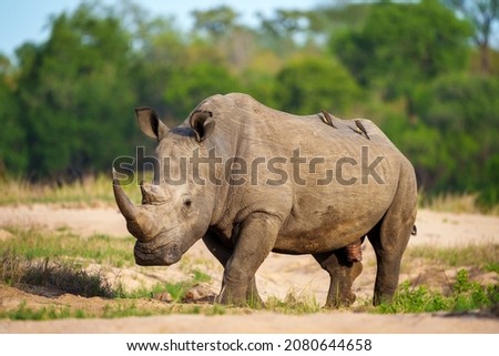 White rhinoceros, square-lipped rhinoceros or rhino (Ceratotherium simum) and red-billed oxpecker (Buphagus erythrorynchus). Mpumalanga. South Africa.
