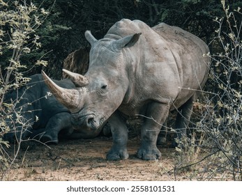 White rhinoceros standing in African savanna. Wildlife photography showcasing powerful species in natural habitat - Powered by Shutterstock