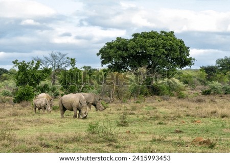 White rhinoceros walking on the plains of a game reserve in the Waterberg Area in South Africa