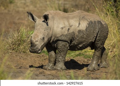 White rhinoceros young