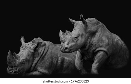 White rhinos in the African savanna. Image treated in low key and in black and white.