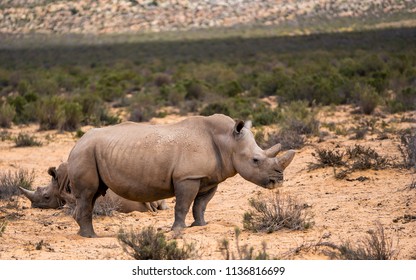 White Rhinos In Aquila Private Game Reserve