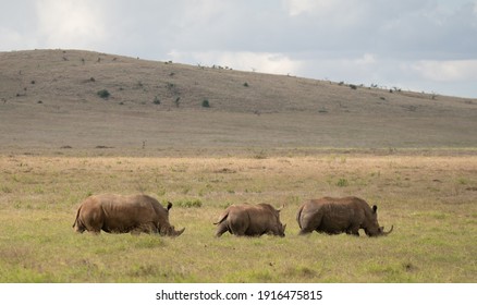 White Rhino's Of Lewa Wildlife Conservancy, Kenya