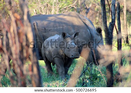 White rhinos in Matobo National Park, Zimbabwe