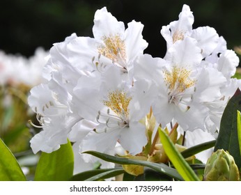 White Rhododendron