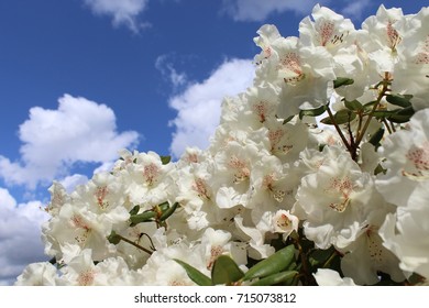 White Rhododendron