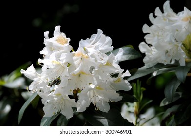 White Rhododendron Flower