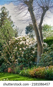 White Rhododendron Flowers Growing In A Garden In Spring. Pretty Flower Bush Thriving In A Backyard Surrounded By Trees Plants And A Green Lawn. Cultivated Gardening Area With Perennial Shrubs