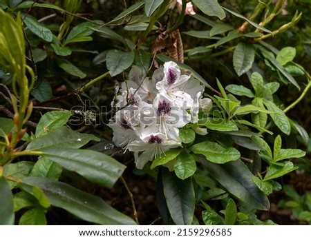 White Rhododendron flowers on a bush                               