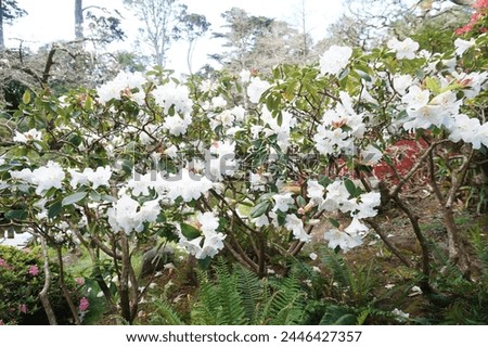 White rhododendron plant with scientific name Rhododendron decorum