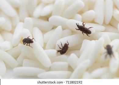 White Rice, destroyed by Red flour beetle, science names "Tribolium castaneum" or weevil are on white rice, closeup