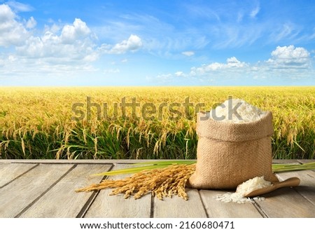 White rice and paddy rice with rice field background.